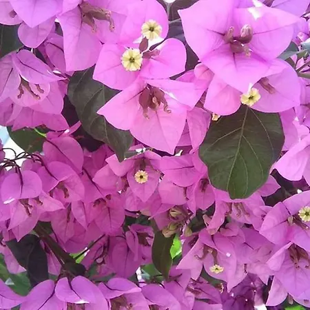 アパート Mateljak